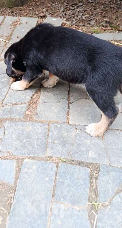 Собаки в Лобне: Отдам щенка даром Мальчик, Бесплатно - фото 2