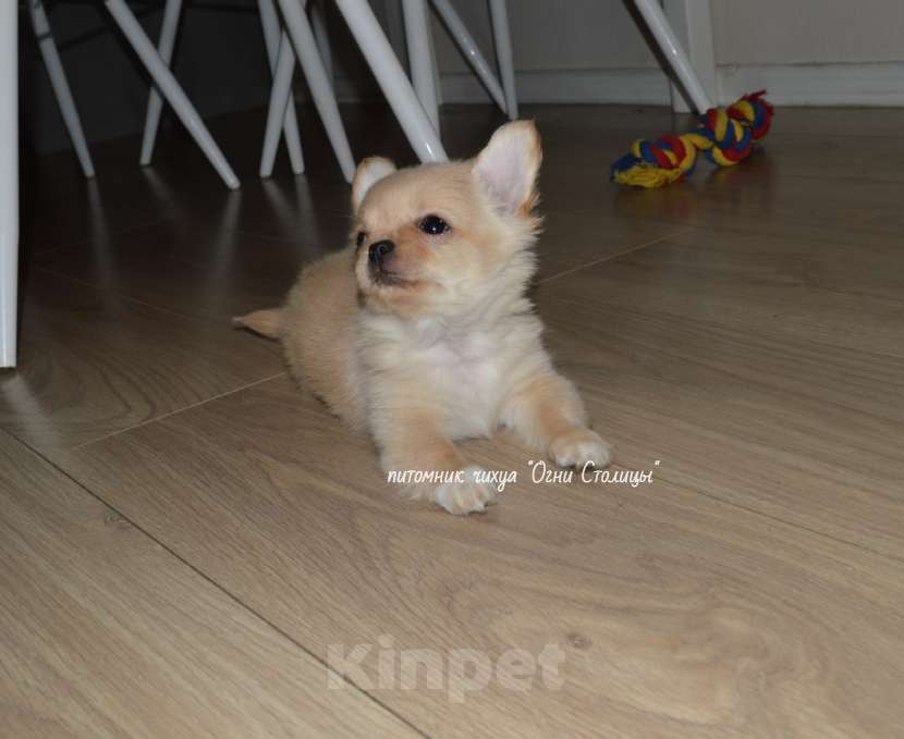 Собаки в Москве: Шикарный мальчик чихуаху , РКФ, от Чемпиона Мальчик, 30 000 руб. - фото 3