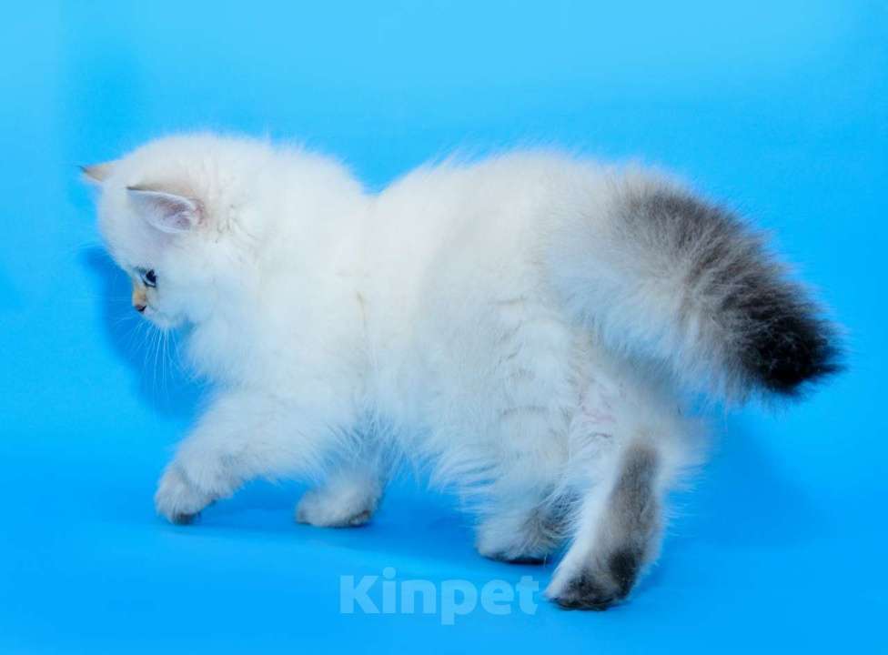 Кошки в Рыбинске: БЛЮЗ Мальчик, 30 000 руб. - фото 5