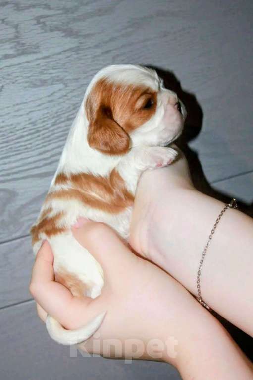 Собаки в других городах Московской области: Щенки девочки кавалер кинг чарльз спаниель Девочка, 130 руб. - фото 4