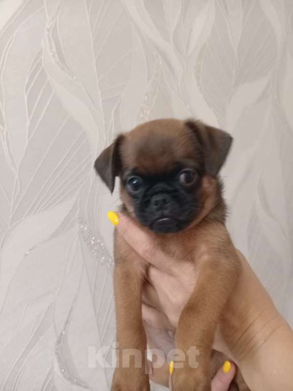 Собаки в Ставрополе: Брутальный красавчик Мальчик, 30 000 руб. - фото 7