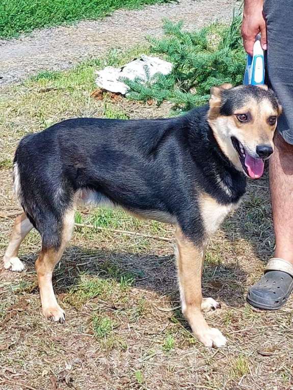 Собаки в Москве: Бари Мальчик, Бесплатно - фото 5