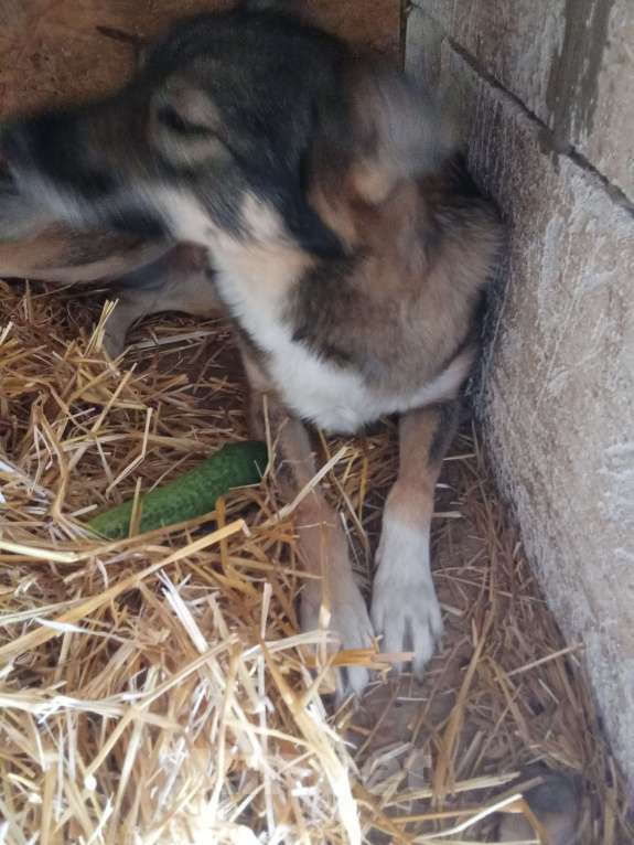 Собаки в Казани: Рокси Девочка, Бесплатно - фото 7