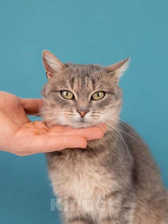 Кошки в Москве: Метис британской породы Вера в добрые руки Девочка, Бесплатно - фото 3