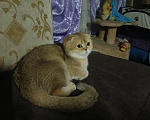 Кошки в других городах Ленинградской области: Шотланская вислоухая кошечка Девочка, 25 000 руб. - фото 2