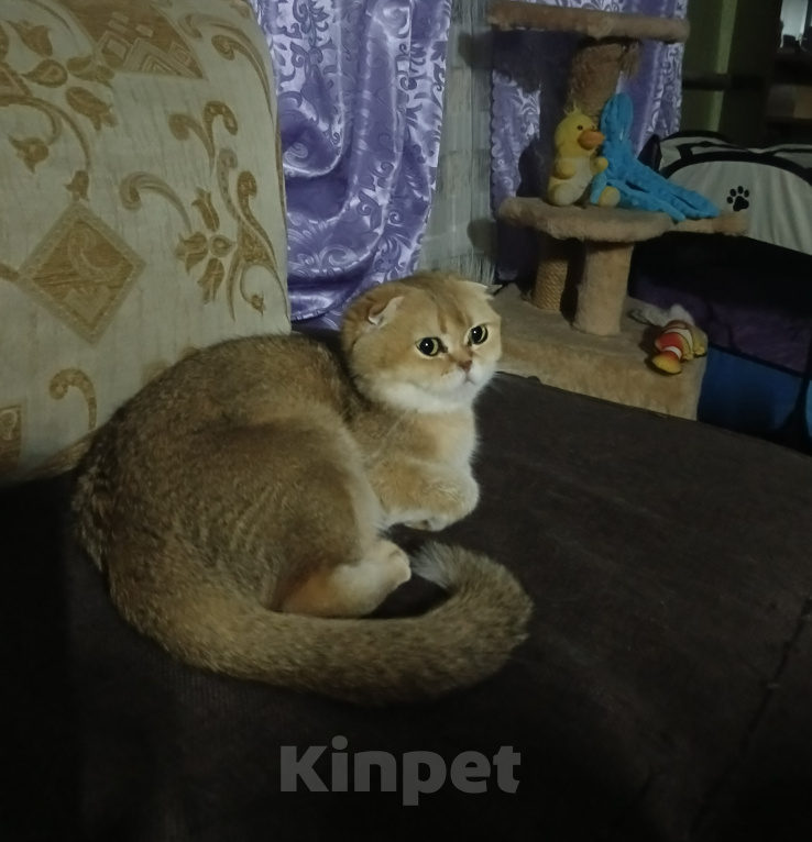 Кошки в других городах Ленинградской области: Шотланская вислоухая кошечка Девочка, 25 000 руб. - фото 2