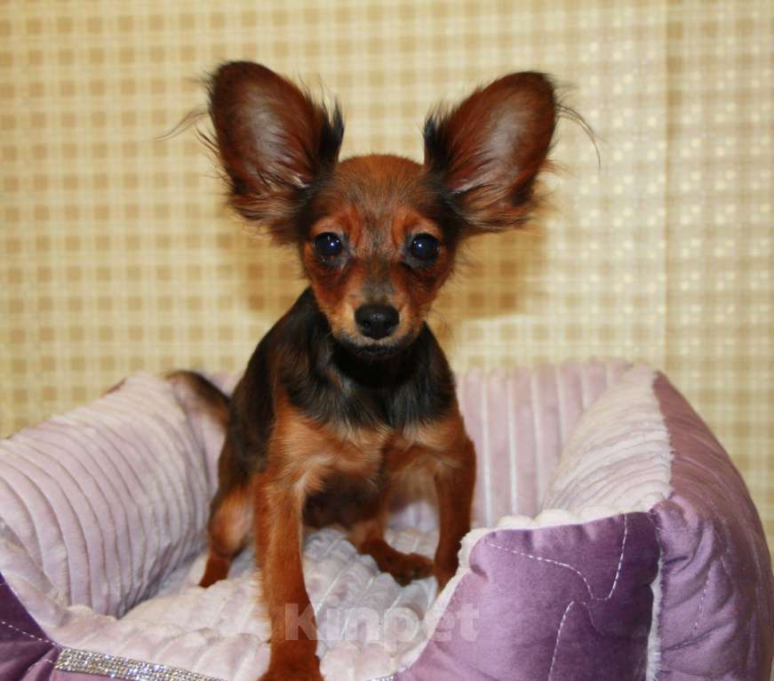 Собаки в Выборге: Подрощенный щенок русского тоя Мальчик, 30 000 руб. - фото 1