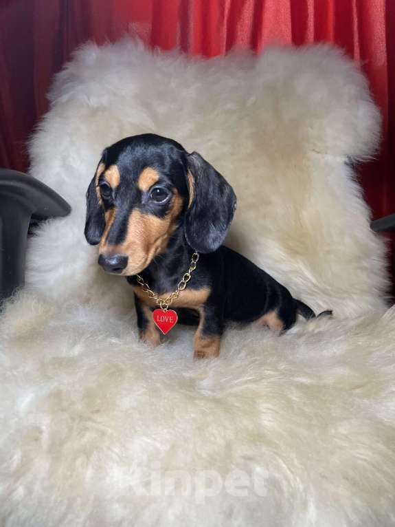 Собаки в Москве: Такса мини мальчик клубный Мальчик, 45 000 руб. - фото 4