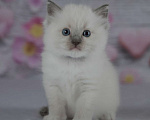 Кошки в Москве: Рэгдолл девочка с серым носиком Девочка, 30 000 руб. - фото 8