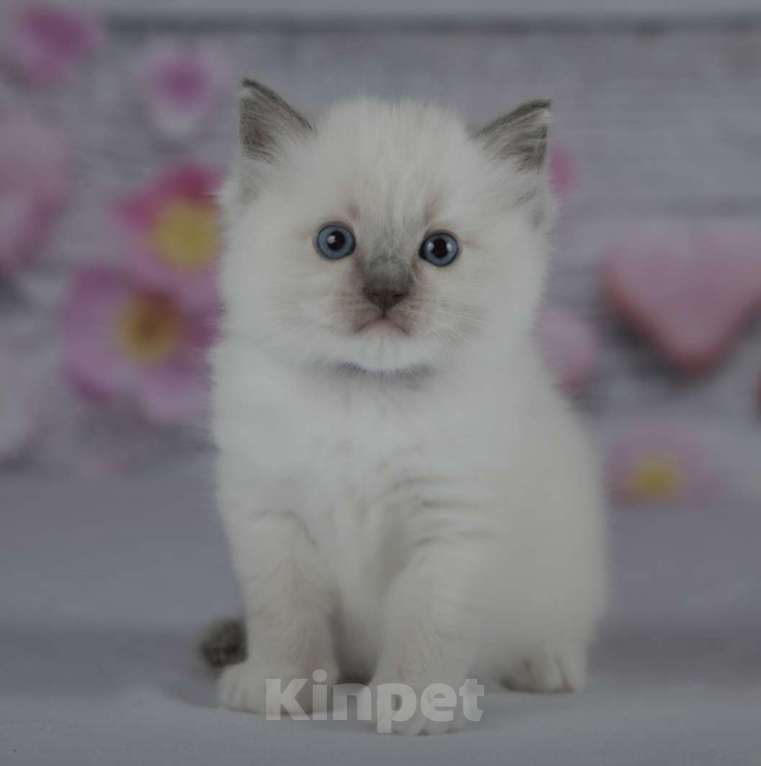 Кошки в Москве: Рэгдолл девочка с серым носиком Девочка, 30 000 руб. - фото 8