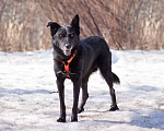 Собаки в Москве: Бывшедомашняя Венди, которую предали, снова мечтает стать счастливой Девочка, Бесплатно - фото 2
