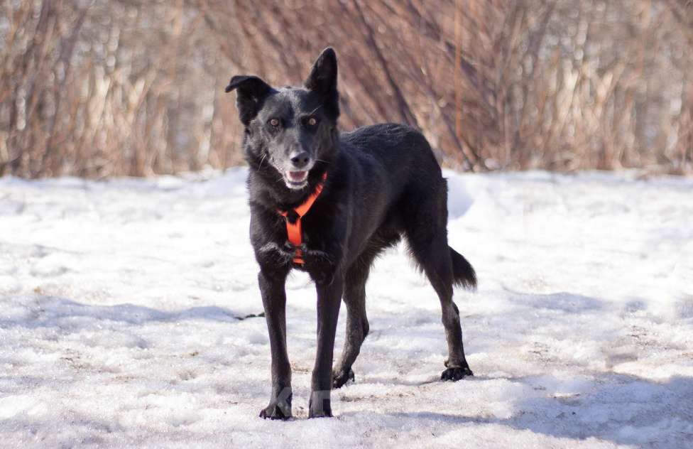 Собаки в Москве: Бывшедомашняя Венди, которую предали, снова мечтает стать счастливой Девочка, Бесплатно - фото 2