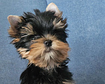 Собаки в Москве: Мальчик йорка Мальчик, 40 000 руб. - фото 6