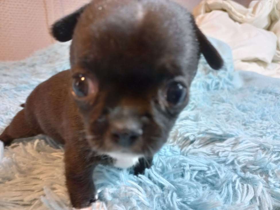 Собаки в Екатеринбурге: Мини девочка, чёрная  Девочка, 20 000 руб. - фото 2