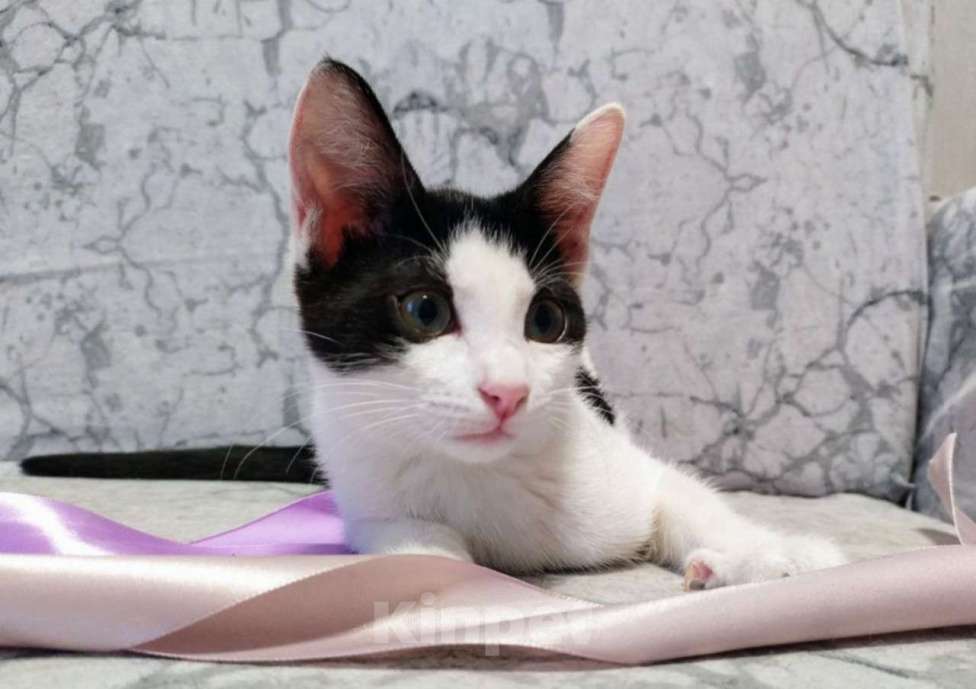 Кошки в Москве: Хелло, Китти! Котенок в добрые руки.  Девочка, Бесплатно - фото 4