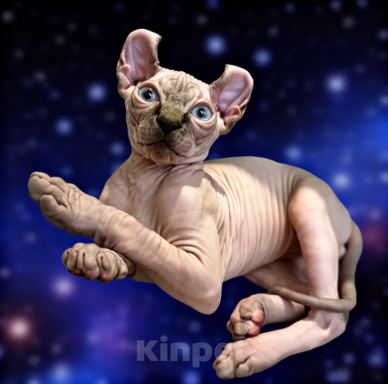 Кошки в Тюмени: купить котёнка канадского сфинкса / эльфа Мальчик, 70 000 руб. - фото 1