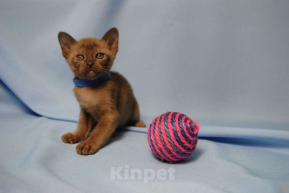 Кошки в Москве: Бурманские котята Девочка, 60 000 руб. - фото 1