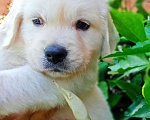 Собаки в Краснодаре: Золотые щенки Мальчик, Бесплатно - фото 1