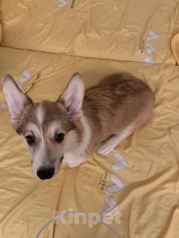 Собаки в Москве: Щенок велыш корги пемборк  Мальчик, Бесплатно - фото 7