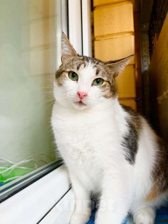 Кошки в Москве: Любопытный котик Зефир в добрые руки Мальчик, Бесплатно - фото 1