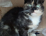 Кошки в Санкт-Петербурге: Молодая кошечка Люся ищет дои! Девочка, Бесплатно - фото 1