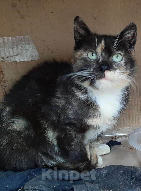 Кошки в Санкт-Петербурге: Молодая кошечка Люся ищет дои! Девочка, Бесплатно - фото 1