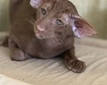 Кошки в Тюмени: Ориентальные котята Девочка, Бесплатно - фото 2