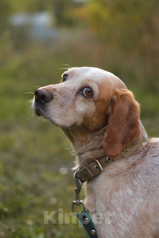 Собаки в Санкт-Петербурге: Персик из приюта в добрые руки Мальчик, Бесплатно - фото 7