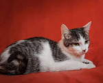 Кошки в Москве: Котик Грустинка ищет дом и своего человека! Мальчик, Бесплатно - фото 2