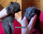 Кошки в других городах Ленинградской области: Булочки с корицей в добрые руки Разнополые, Бесплатно - фото 5