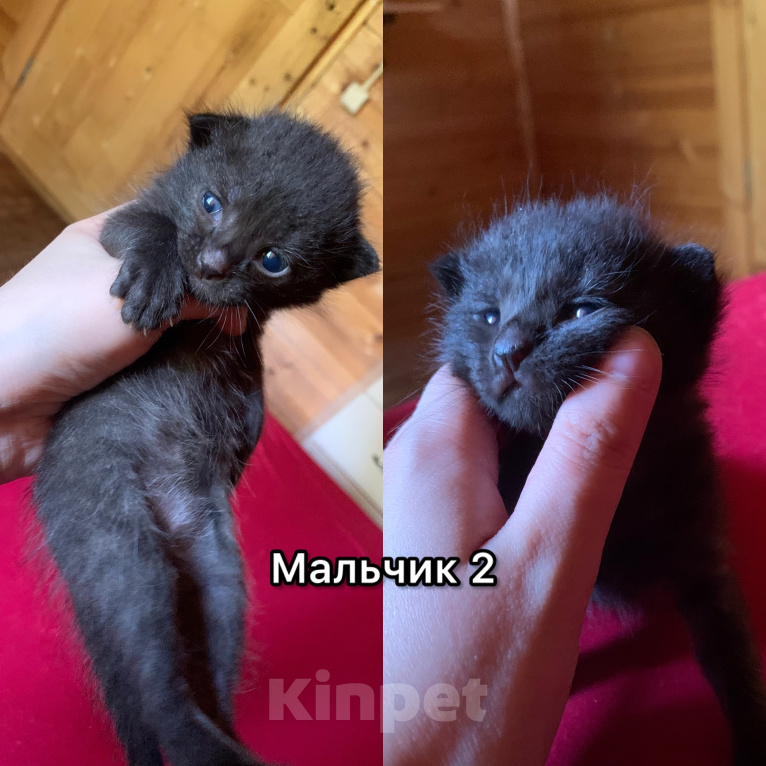 Кошки в других городах Ленинградской области: Булочки с корицей в добрые руки Разнополые, Бесплатно - фото 5
