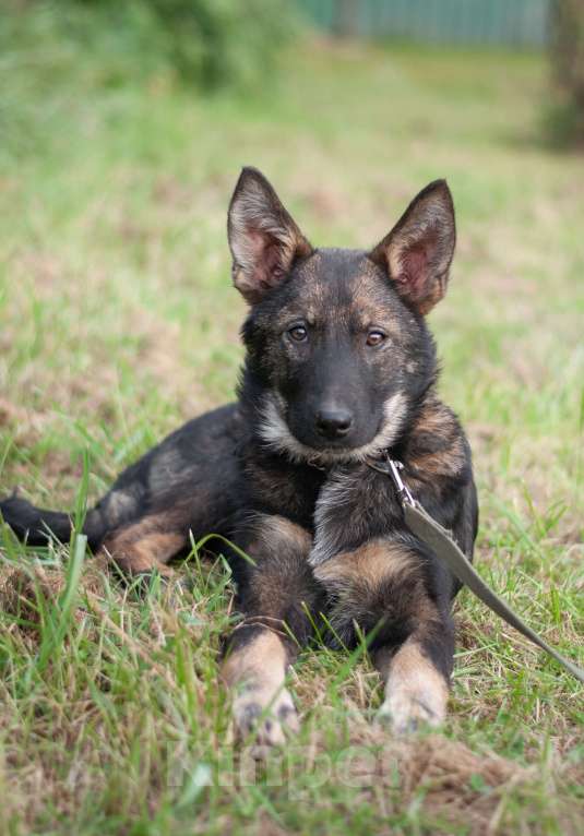 Собаки в других городах Владимирской области: Удивительный щенок Курт мечтает о доме и любящей семье! Мальчик, Бесплатно - фото 6