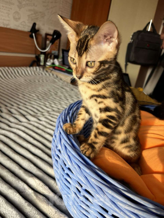 Кошки в Самаре: Бенгальская девочка Veritay Bayleys Девочка, 60 000 руб. - фото 10