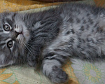 Кошки в Саратове: Рождественский котёнок Мальчик, 20 руб. - фото 4