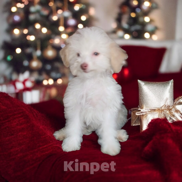 Собаки в других городах Московской области: Продаются щенки той пуделя  Девочка, 40 000 руб. - фото 2