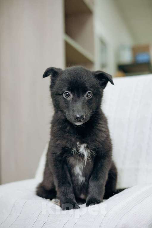 Собаки в Москве: Щенки бесплатно в Москве Девочка, Бесплатно - фото 5