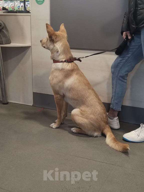 Собаки в Москве: Умка мечтает о семье, возраст 1 годик, идеальная собака  Девочка, Бесплатно - фото 9