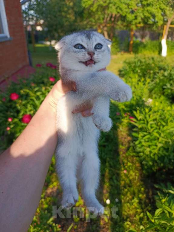 Кошки в Москве: Продам Шотландских вислоухих котят Девочка, 12 000 руб. - фото 2