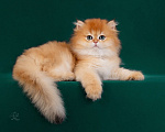 Кошки в Москве: Британская золотая шиншилла  Мальчик, 200 000 руб. - фото 4