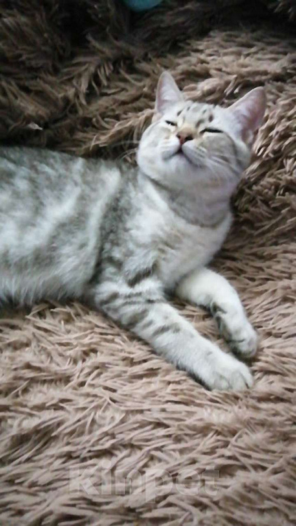 Кошки в Москве: Шотландские котята шиншилла  Мальчик, 5 000 руб. - фото 6