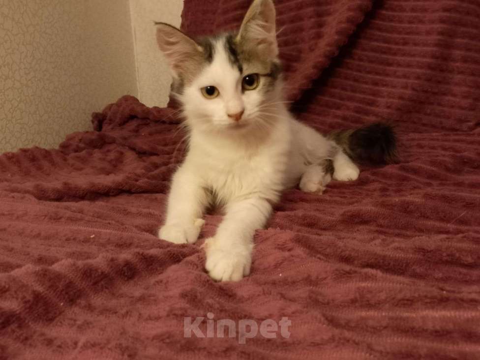 Кошки в Москве: Котёнок в добрые руки  Девочка, Бесплатно - фото 8
