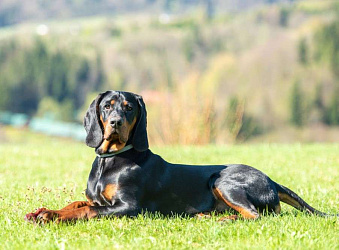 Польская гончая