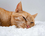 Кошки в Рязани: Рыжая кошка в дар, Бесплатно - фото 5