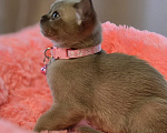 Кошки в Кемерово: Котята Европейской бурмы Разнополые, Бесплатно - фото 5