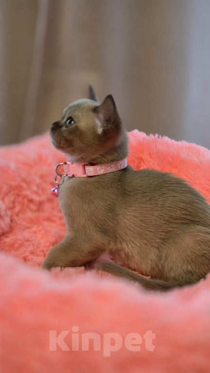 Кошки в Кемерово: Котята Европейской бурмы Разнополые, Бесплатно - фото 5