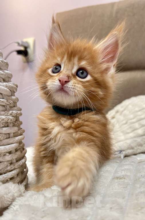 Кошки в Перми: Рыжие гиганты Мальчик, 15 000 руб. - фото 5
