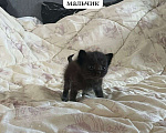 Кошки в Луховицах: продается котенок Мальчик, 1 000 руб. - фото 1