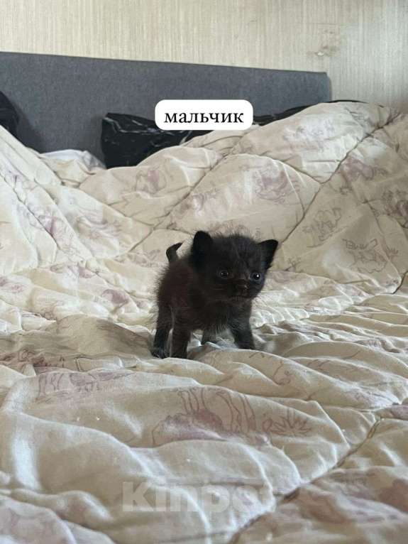 Кошки в Луховицах: продается котенок Мальчик, 1 000 руб. - фото 1