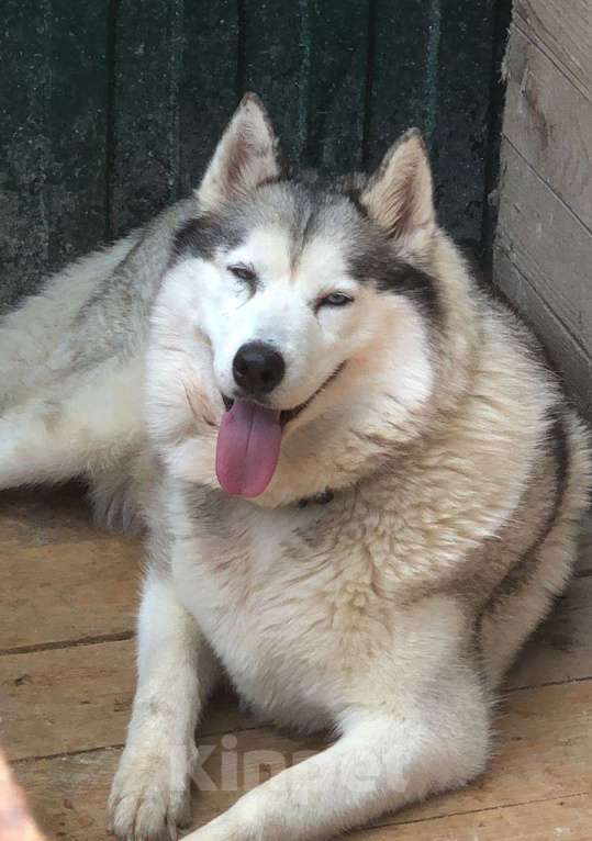 Собаки в Краснодаре: Хаски Мелисса ищет дом Девочка, 10 руб. - фото 3