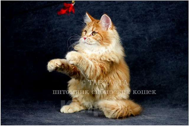 Кошки в Москве: Радуся - яркий лисёнок из питомника Девочка, Бесплатно - фото 2